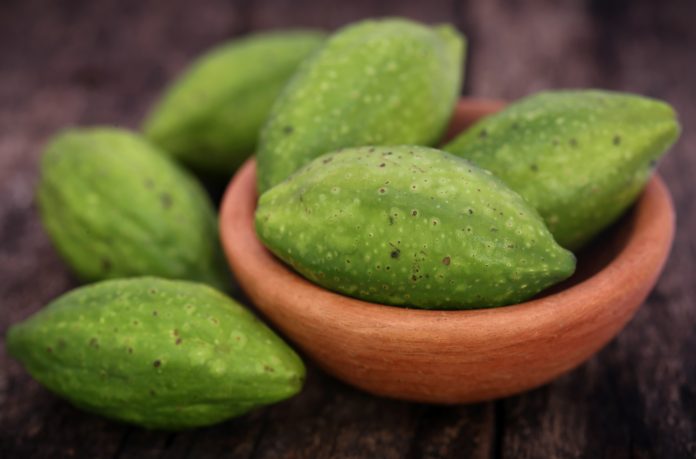 Grüne Haritaki-Früchte, die in verschiedenen Teilen der Welt als Kräutermedizin verwendet werden