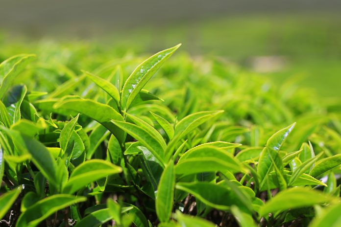 Cultivo de hojas de té en una plantación de té