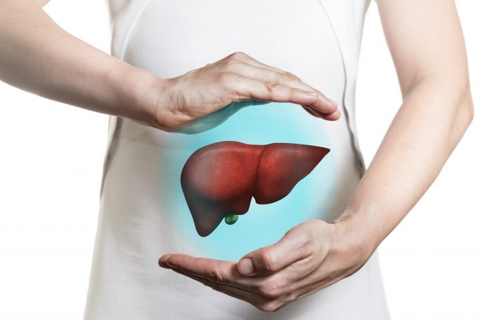 Image of a woman in a white dress and 3d model of the liver between her hands. Concept of healthy liver and donation.