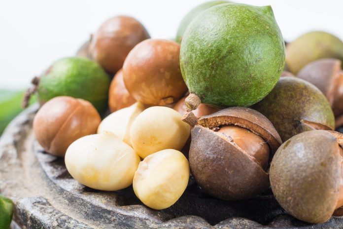 Macadamia-Nüsse Ernte Nahaufnahme