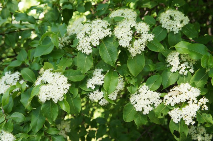 Viburnum Rusty blackhaw fleurs blanches sur arbuste vert