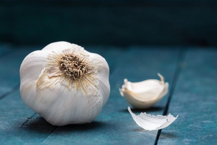 White garlic on petrol-colored wooden background.