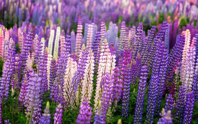 A closeup shot of a field with wild lupines in New Zealand, Canterbury district