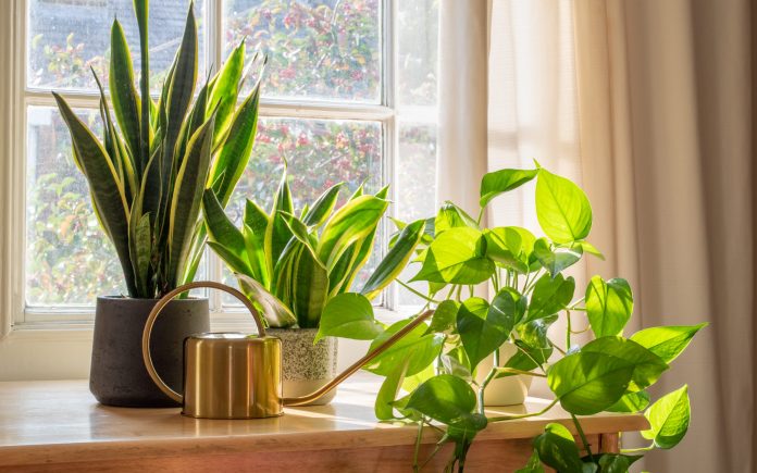A sansevieria trifasciata snake plant in the window of a modern home or apartment interior.