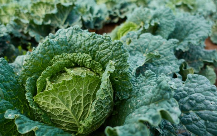 Close up of savoy cabbage