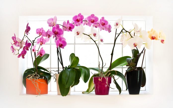 Collection of orchids phalaenopsis