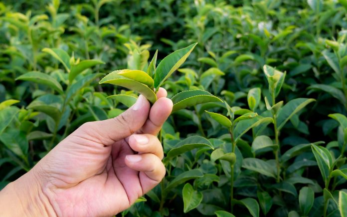Farmer hand picking green tea leaf