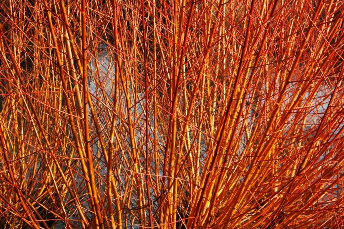 Salix alba Yelverton - Bright autumn stems on Willow bush