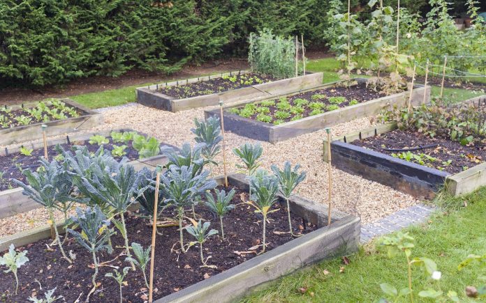Vegetable garden raised beds made from timber sleepers. Kale (brassica) is  growing in the foreground, UK