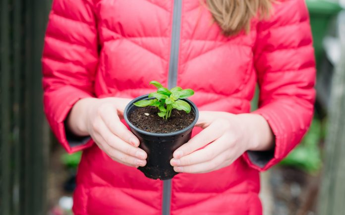 A 12 year old girl wearing a red jacket (hidden face) is holding a basil plant. She is standing in her backyard during spring in Quebec, Canada.