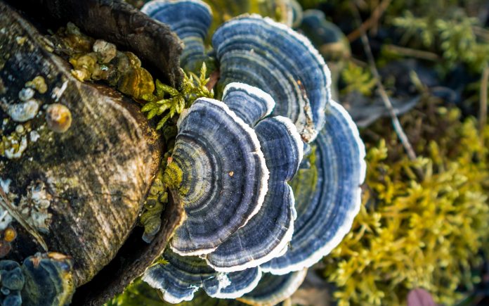 Un bellissimo fungo a coda di tacchino che cresce su un vecchio ceppo d'albero. Trametes versicolor in primavera. Paesaggio naturale del Nord Europa.
