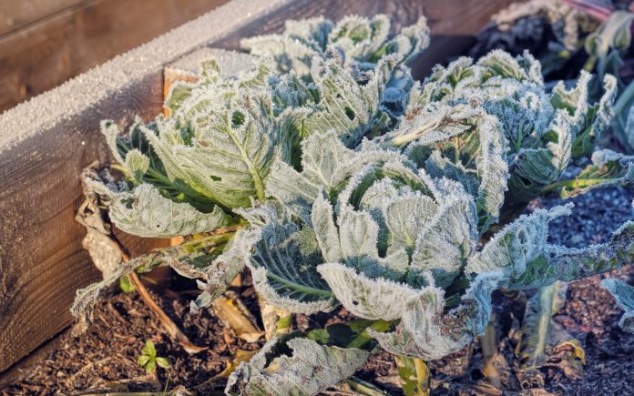 A frozen cabbages in a raised bed vegetable garden in winter.