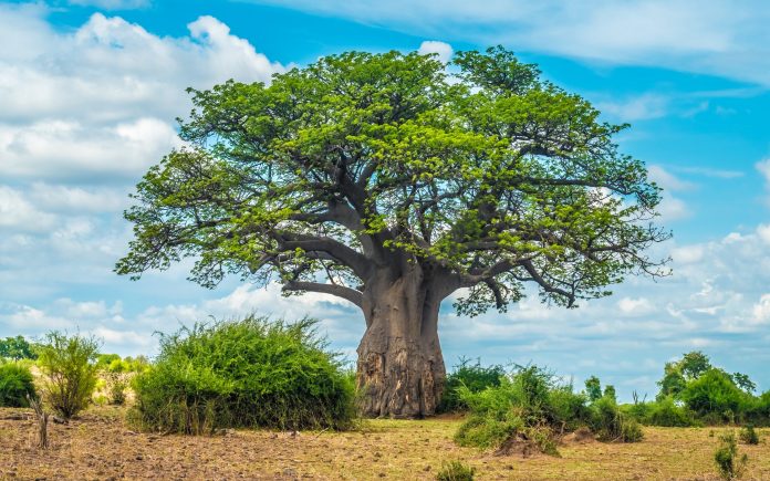 Árbol baobab, Parque Nacional de Chobe, Botsuana