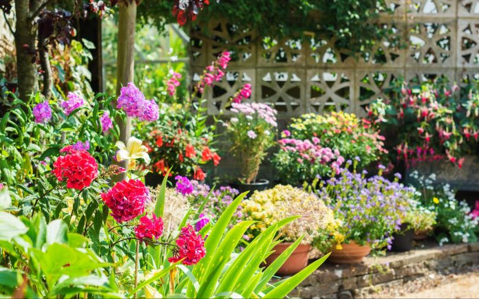 Beautiful backyard garden full of colorful flowers in pots and containers with the stone wall on the back, selective focus