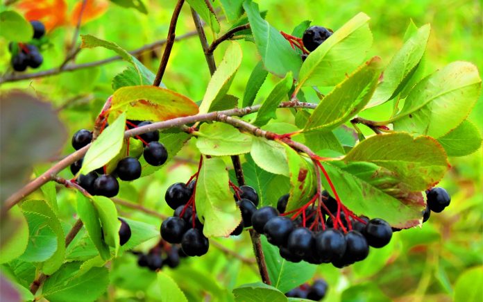 Branches of Aronia Melanocarpa with black berries.