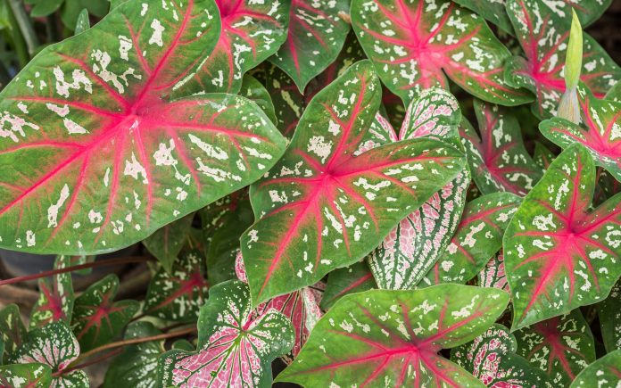 Caladium bicolor Vent leaf, texture di sfondo