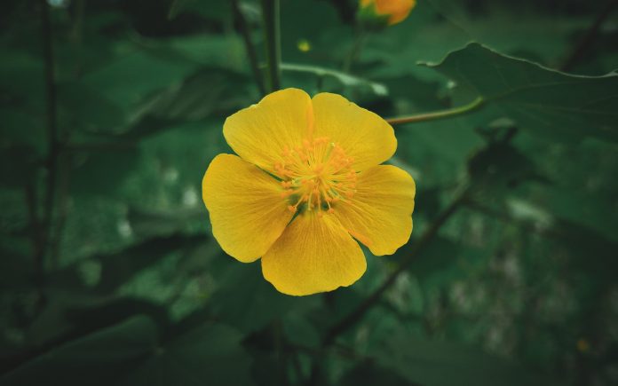 Close-up Abutilon Indicum flower in green background