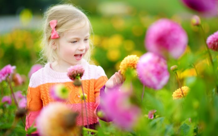 Nettes kleines Mädchen spielt in blühenden Dahlienfeld. Kind pflückt frische Blumen in Dahlien Wiese auf sonnigen Sommertag. Kind wählt Blumen für ihre Mutter.