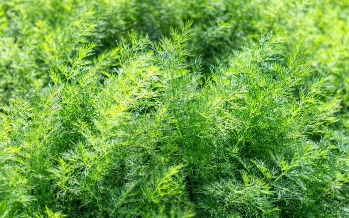 Delikata blad av frisk grön dill i en trädgårdsbädd. odling av aromatiska örter, kryddor och ekologiska grönsaker.
