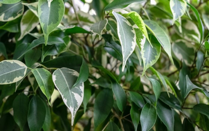 Ficus benjamina houseplant with different colored green and variegated leaves. Natural background