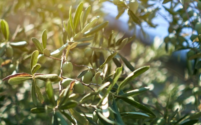 fresh green olives on the tree