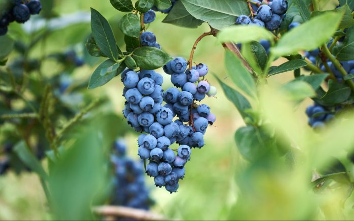 Färska ekologiska blåbär på busken. Levande färger