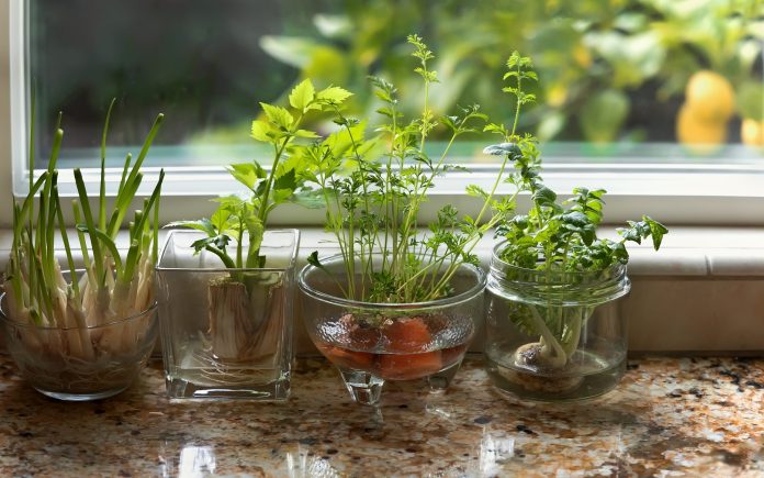 Glass dishes with herbs and plants growing in indoor water garden at granite kitchen counter near window.