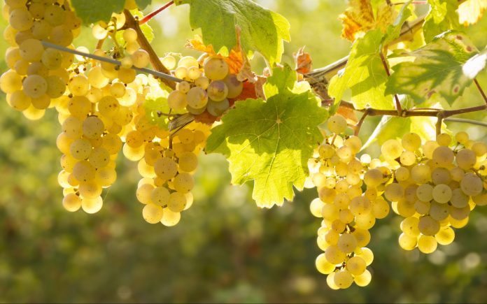 Grapes of white wine on a sunny day in fall - back light