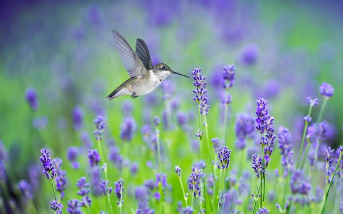Hummingbird (archilochus colubris) in flight with lavender flowers