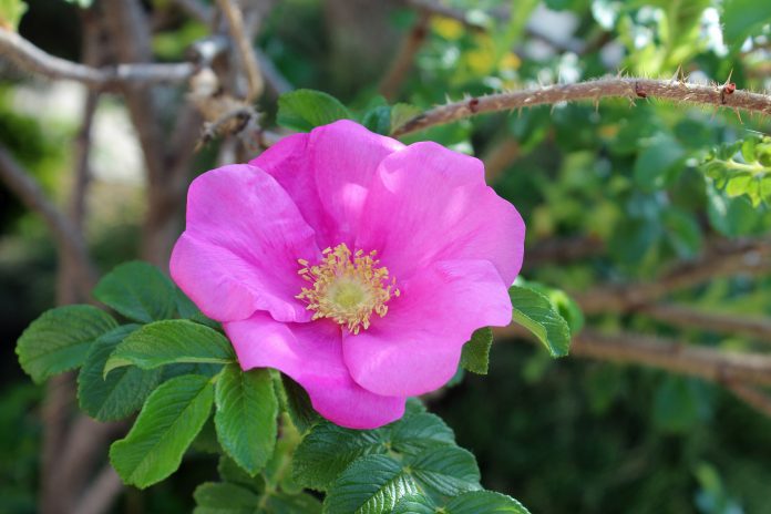 Rosa japonesa floreciendo en el jardín.Hamanasu.