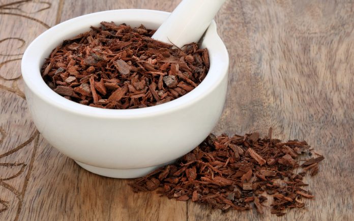 Pygeum bark herb used in alternative herbal medicine to stimulate sexual desire, to treat enlarged benign prostrate, to heal kidney disease, reduces inflammation and has many other health benefits, in a mortar with pestle. Pygeum africanum.