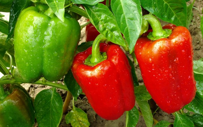 rote und grüne Paprika wachsen im Garten