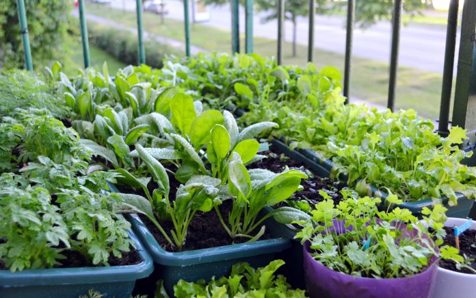 Mały ogródek na balkonie domu w bloku w europejskim mieście. Warzywa i zioła rosnące w skrzynkach roślinnych i doniczkach. Zdrowa i ekologiczna koncepcja żywności w środowisku miejskim.