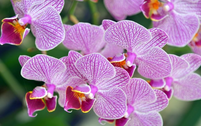 Stock image of orchid flower
