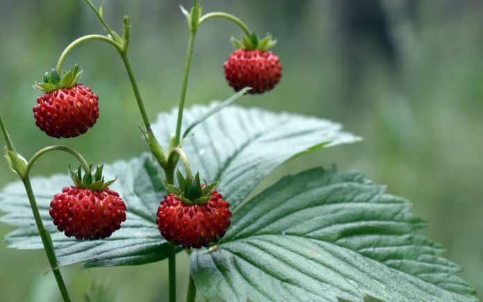 strawberries, fragaria vesca, nature