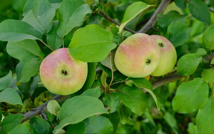 The fresh organic apples have been growing all season and are finally ready for harvest.