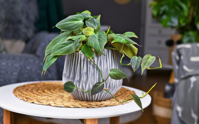 Tropical 'Philodendron Hederaceum Micans' houseplant with heart shaped leaves with velvet texture in gray flower pot on coffee table