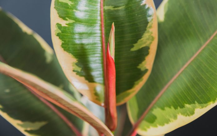 Variegated Pink and Green Rubber Plant 'Ruby' Ficus Elastica with new leaf emerging against dark background