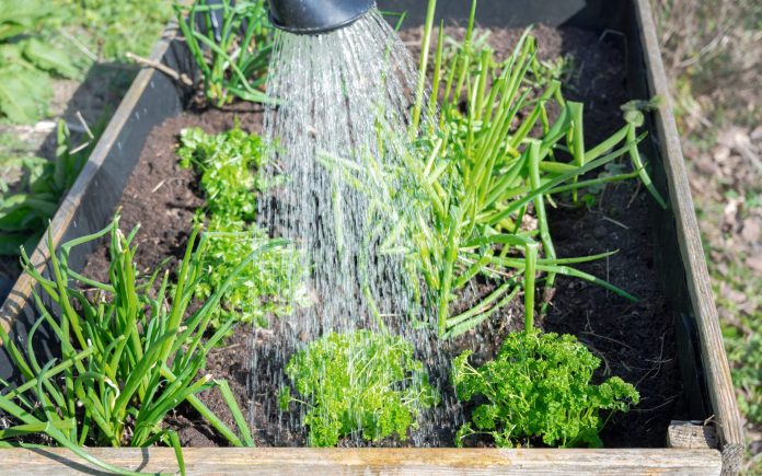 Watering can pours water on herb plants in a wooden raised bed in a country garden, selected focus, narrow depth of field
