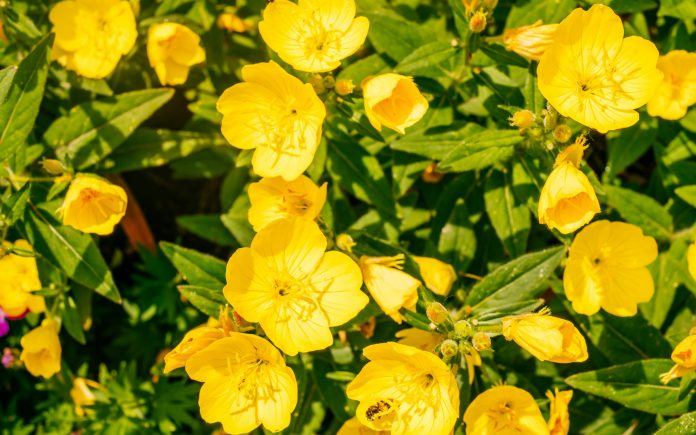 Gelbe Blüten von Oenothera, auch bekannt als Nachtkerze, Sonnenbecher und Sonnenröschen.