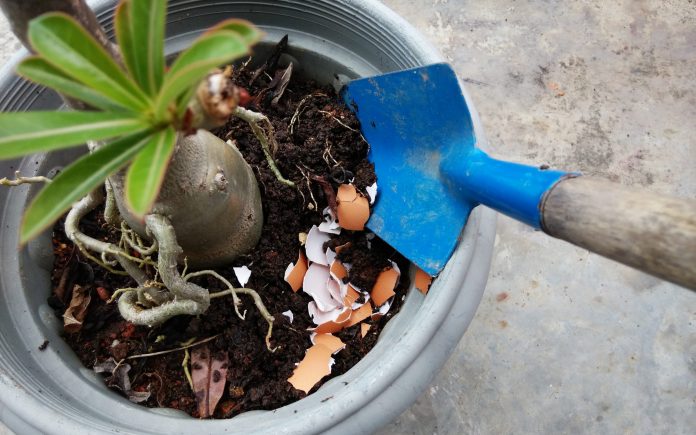 28th November 2020. Penang, Malaysia.Eggshell as organic ferlizer being put into a flower pot. Just rinse the eggshell and sprinkle or bury the shell into the soil a bit.With copy space.