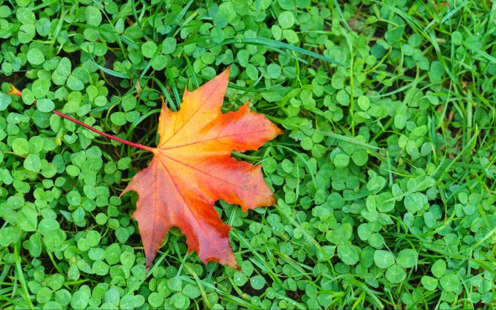 A single red and orange maple leaf lies on the ground, on a bed of green clovers.