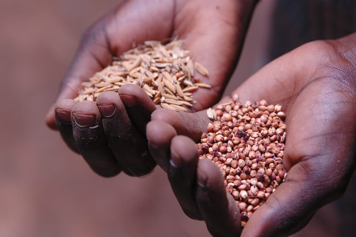 African farmer holding seeds