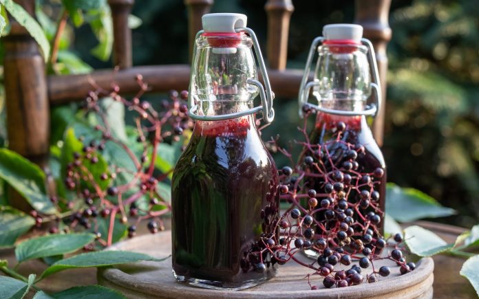 Bottles of black elder syrup with fresh elderberries, outdoors