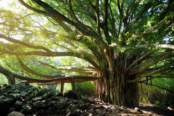 Branches et racines pendantes d'un banian géant poussant sur le célèbre sentier Pipiwai à Maui, Hawaii, États-Unis.