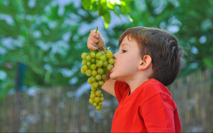 Kind isst eine große Weintraube im Hof