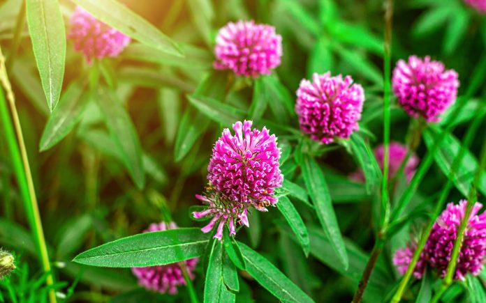 Close up of wild blossoming pink and red clover (Trifolium pratense) flower on green leaves background on meadow in summer. Soft selective focus fotography.