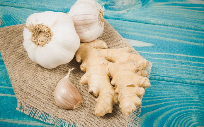 Close up on garlic bulbs with ginger on blue wooden table. Natural remedies for colds.