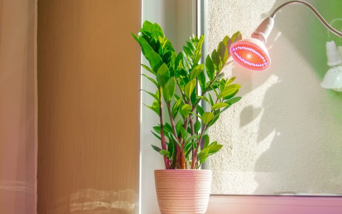 Decorative deciduous plant home flower Zamioculcas on the windowsill illuminated by phytolamp