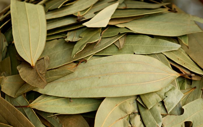 Dried Indian Bay Leaves with 3 Veins Running the Length of the Leaf, Manama Souk, Bahrain